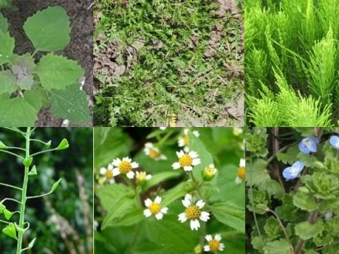 Bij tuinles 10 onkruidlesje