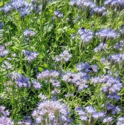 Bij tuinles 11 Bijenbloemen