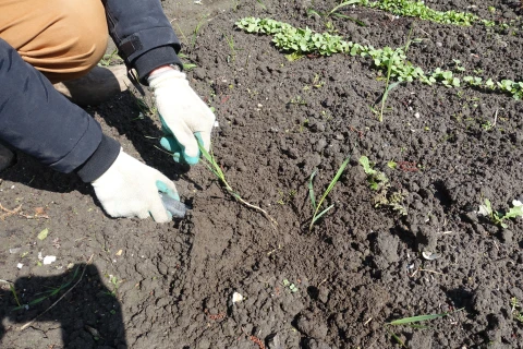 Bij tuinles 5 wortelonkruiden