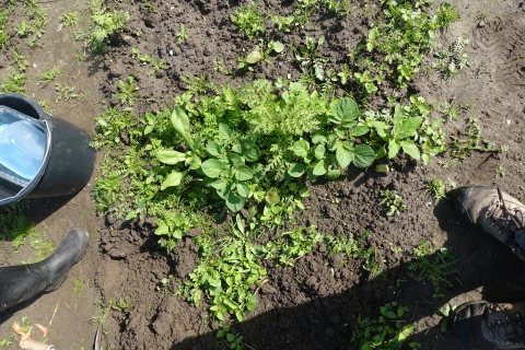 Bij tuinles 7 ongewenste kruiden