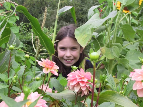 Dahlia