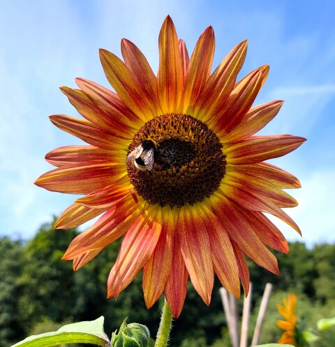 Oranje zonnebloem close up
